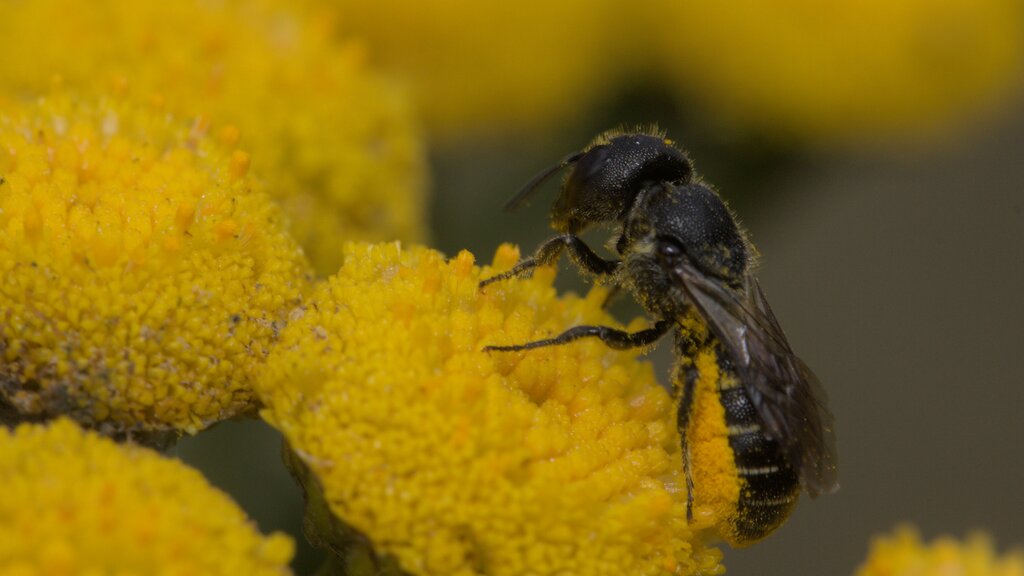 Large-headed Armoured-Resin Bee