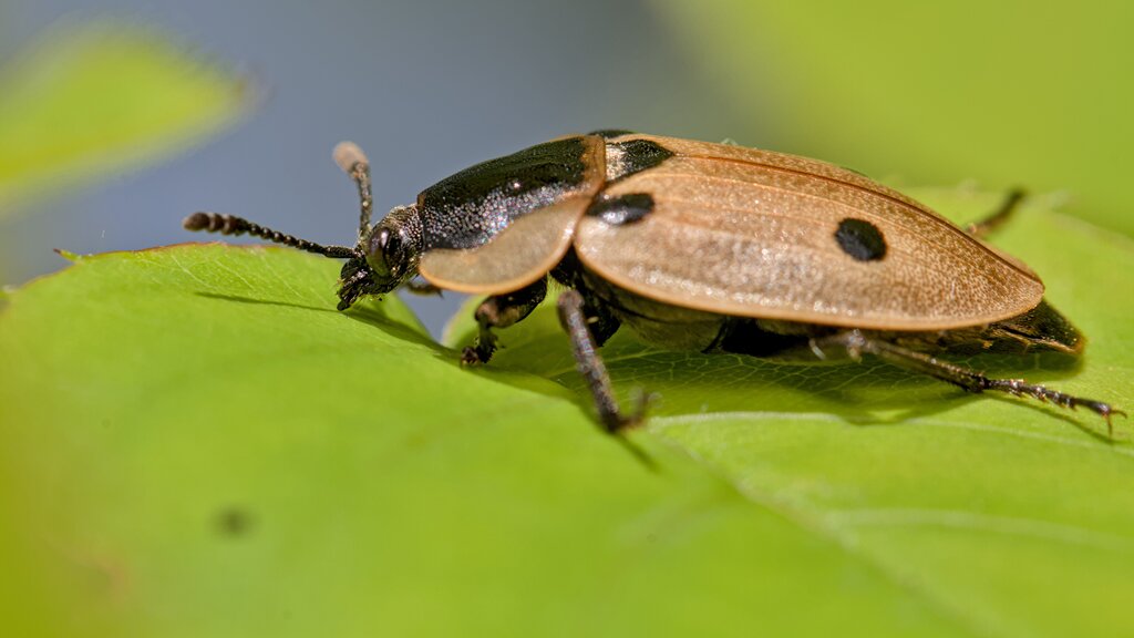 Four-spotted Carrion Beetle