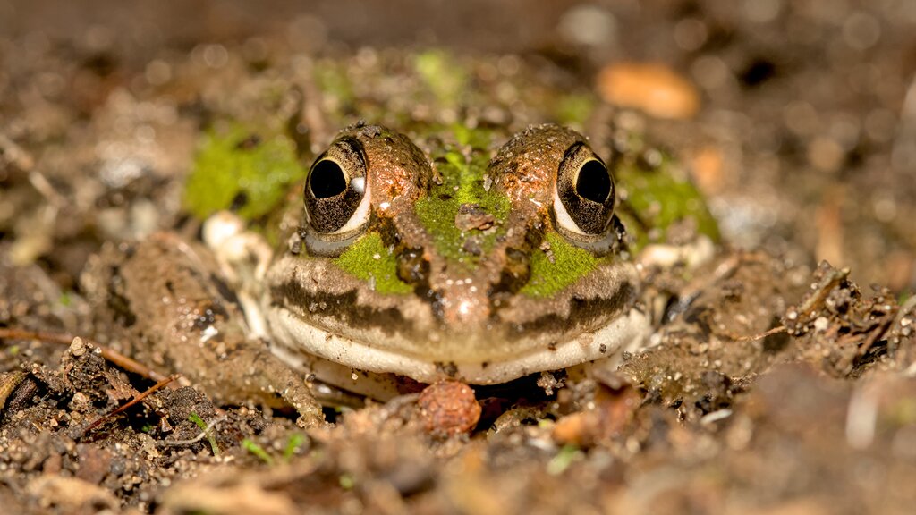 Water Frogs spec.
