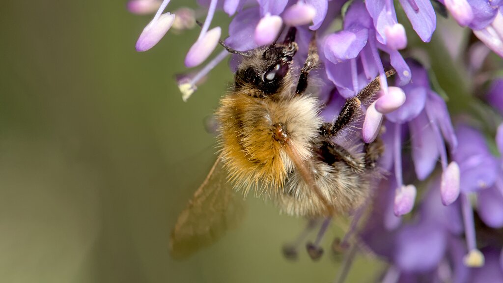 Common Carder Bumble Bee