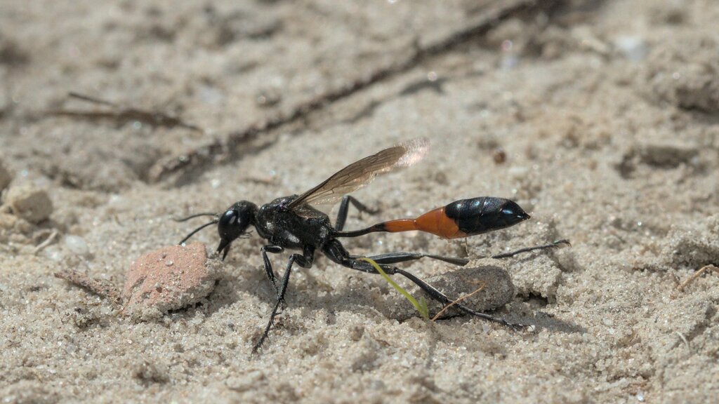 Red-belted Sand Wasp