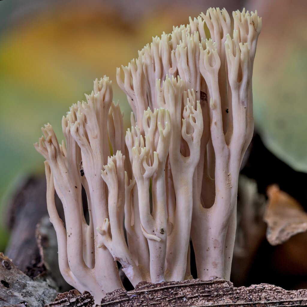 Upright Coral Fungus