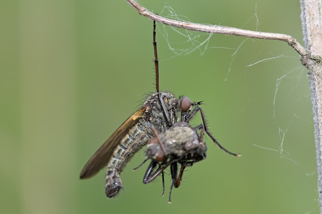 Hanging Fly