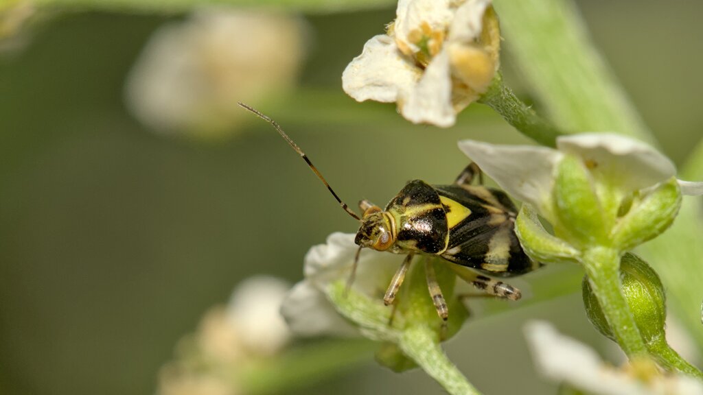 Three Spotted Nettle Bug