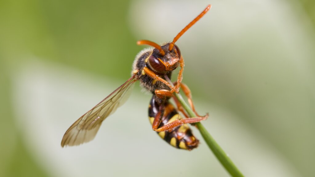 Orange-horned Nomad Bee