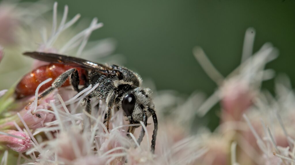 White-lipped Blood Bee