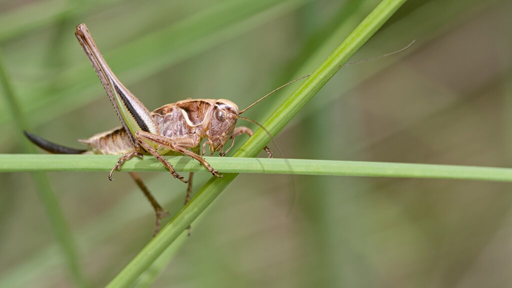 Bog Bush-cricket